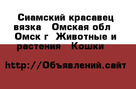 Сиамский красавец вязка - Омская обл., Омск г. Животные и растения » Кошки   
